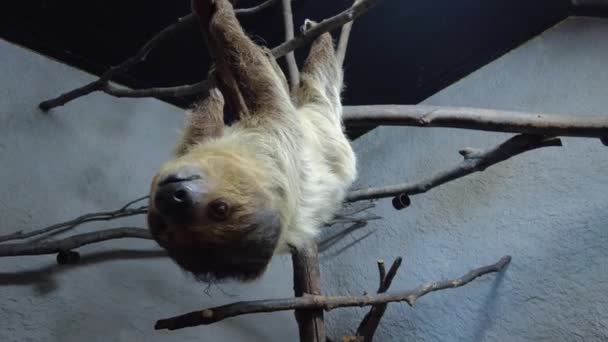 Hand Feeding Sloth Sweet Potatoes Sanctuary — Vídeo de Stock