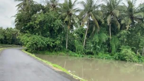 Calm Lake Surrounded Palm Trees Yogyakarta Special Region Indonesia Panning — Stockvideo