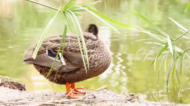 Duck Cleaning Itself Shore Vegetated Lake Sunny Day — Wideo stockowe