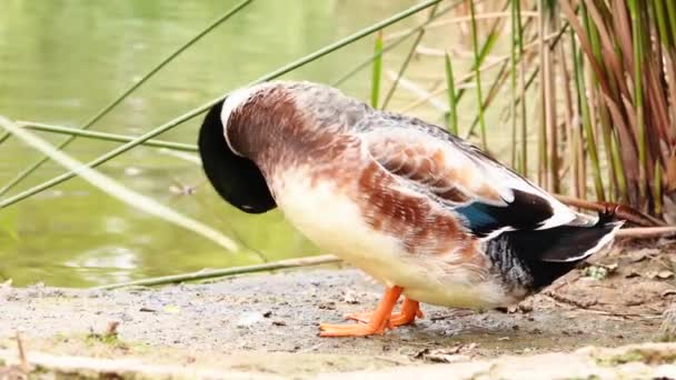 Duck Cleaning Lake Shore Sunny Day — Stok video