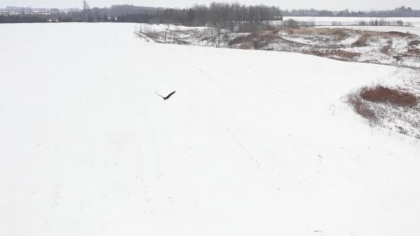 Bald Eagle Flying Low Field Slomo Aerial — Video Stock