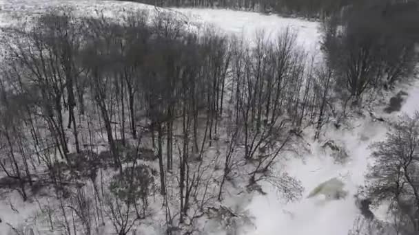 Bald Eagle Flying Stream Winter Forest — Wideo stockowe