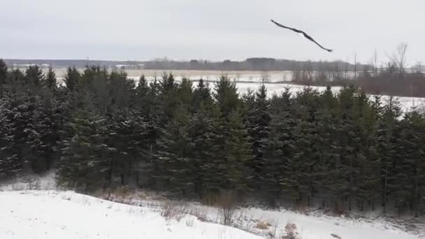 Bald Eagle Flying Snow Covered Trees — Stock Video