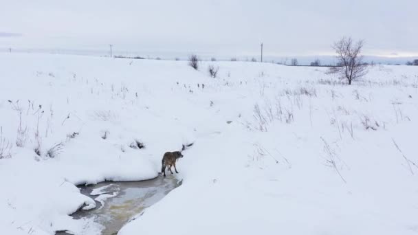 Coyote Running Frozen Winter Creek Amazing Aerial — Vídeos de Stock