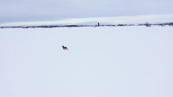 Coyote Running Deep Powder Field Aerial Fly — Stok video