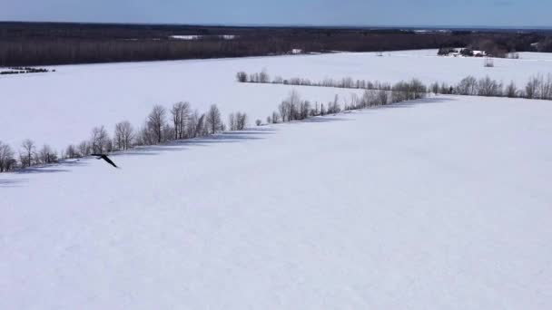 Flying Bald Eagle Sunny Winter — Stock video