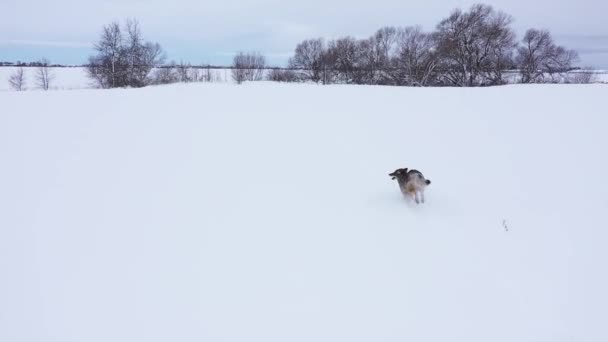 Coyote Running Slow Motion Closeup Snow Aerial — Stock videók