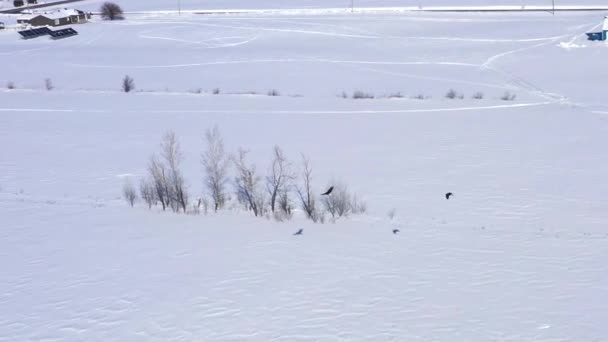 Flying Two Bald Eagles Winter Aerial — Wideo stockowe