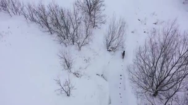 Coyote Running Snow Runs Culvert Overhead Aerial — Stockvideo