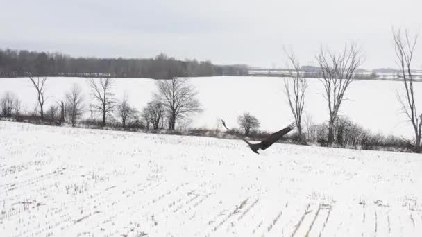 Bald Eagle Follow Cam Aerial Slomo Close Winter — Stockvideo