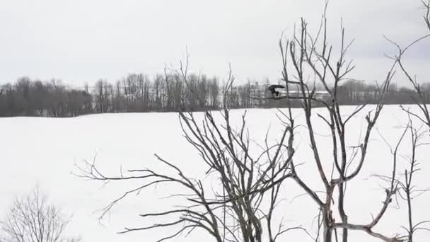 Bald Eagle Fly Perch Winter Tree Super Slomo Aerial — Vídeo de stock