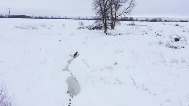 Coyote Running Full Speed Frozen Creek System — Video Stock