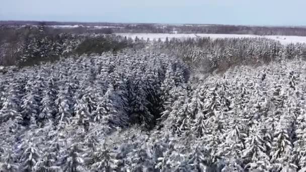 Bald Eagle Flying Snow Winter Forest Aerial — Vídeo de stock