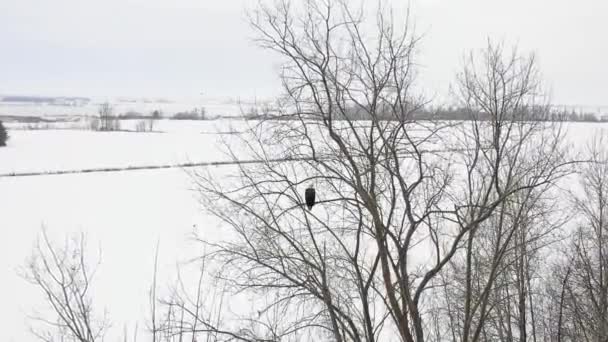 Pygargue Tête Blanche Prend Son Envol Perche Hiver Slomo Aérien — Video