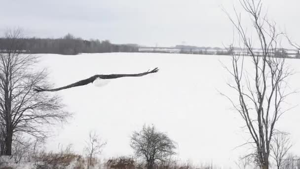 Flying Bald Eagle Extreme Close Slomo Aerial Winter Insane — 图库视频影像