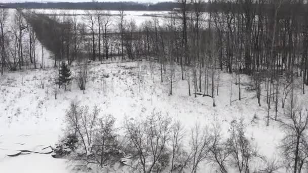 Bald Eagle Flying Forest Stream Winter Beautiful Aerial — Vídeo de Stock