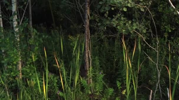 Porcupine Climbing Tree Forest — Vídeos de Stock