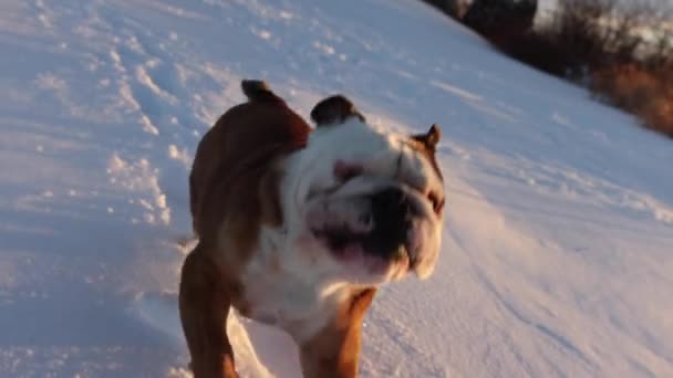 Bulldog Running Fast Snow Keep Camera Super Slomo Sunset — Vídeos de Stock