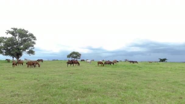 Vollblutpferde Grasen Bewölkten Tagen Auf Einem Feld — Stockvideo