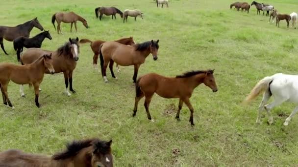 Zielone Pastwiska Hodowli Koni Krajobraz Letni Kraju — Wideo stockowe