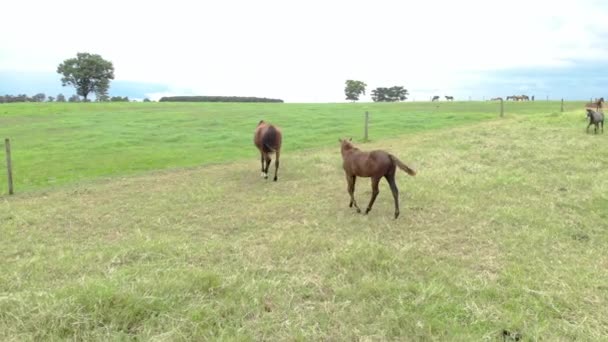 Konie Czystej Krwi Wypasane Pochmurny Dzień Polu — Wideo stockowe