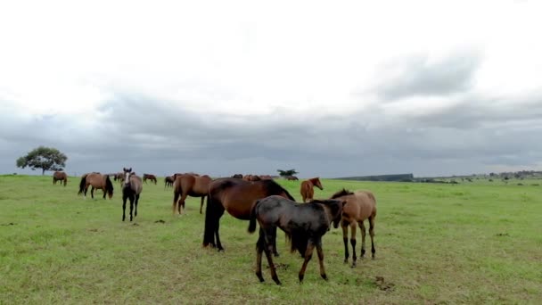 畑で曇りの日に徹底的に飼育された馬の放牧 — ストック動画