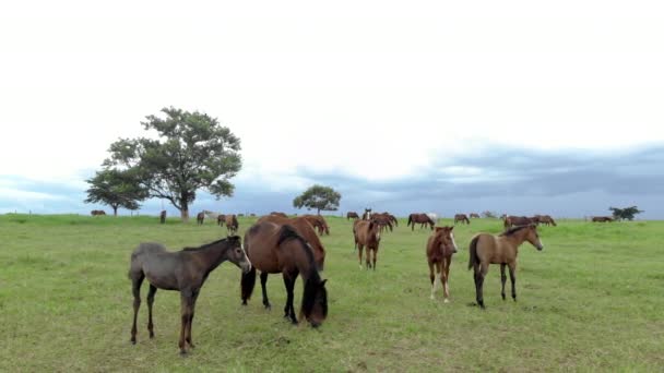 Caballos Pura Raza Pastando Día Nublado Campo — Vídeo de stock