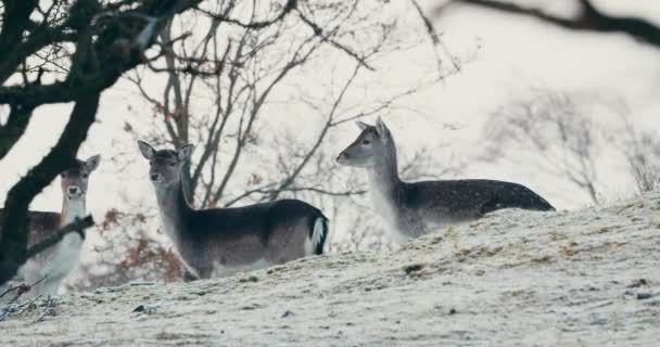 Herd Deer Stand Look Each Other Middle Forest Netherlands Winter — Vídeo de stock
