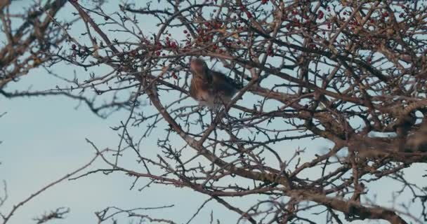 Fieldfare Bird Perch Branch Tree Red Fruits Close — Stock video
