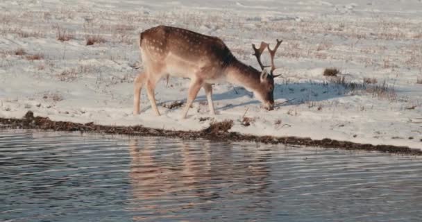 Fallow Deer Eats Grass Next River Зимовий Сонячний День Нідерландах — стокове відео