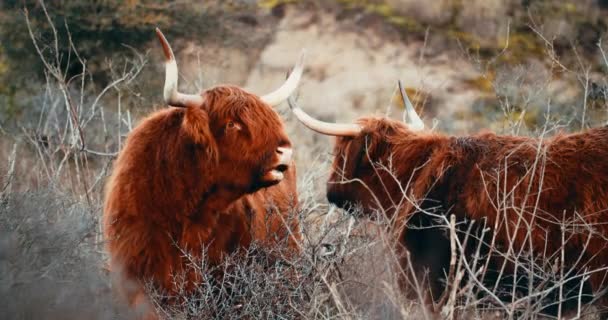 Highland Βοοειδή Βόσκουν Στη Μέση Της Άγριας Φύσης Στην Ολλανδία — Αρχείο Βίντεο