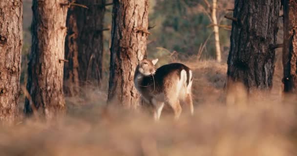 Lone Fallow Deer Scratching Body Trees Forest Netherlands Wide Shot — Stock Video
