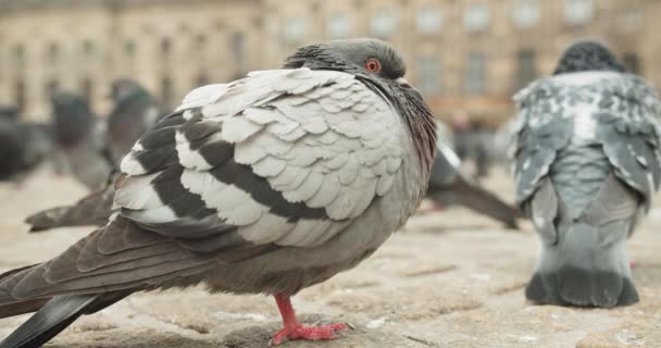 Flock Rock Doves Resting Park City Amsterdam Netherlands Close — Stock video