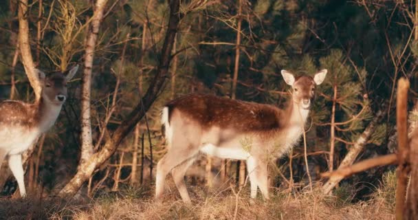 Fallow Deers Look Camera Forest Sunny Day Netherlands Wide Shot — Stockvideo