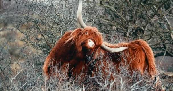 Highland Cattle Scratching Itself Horn Woodland Netherlands Close — Vídeo de Stock