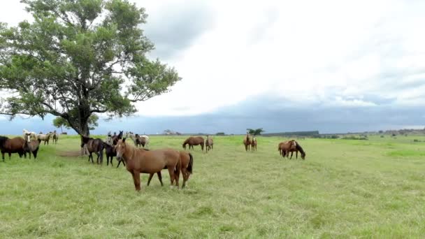 Stado Koni Pastwiskach — Wideo stockowe