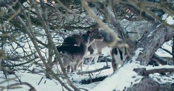 Fallow Deer Scratches Leg Another Fallow Deer Middle Woods Netherlands — Video Stock