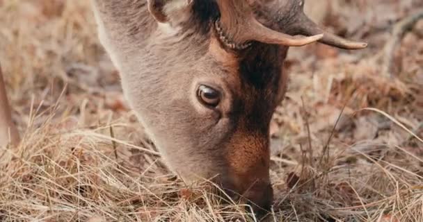 Head Fallow Deer Eating Grass Field Netherlands Close — Stockvideo