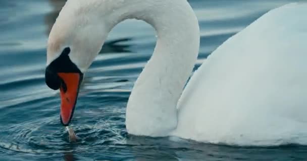 Mute Swan Foraging Eating Food Underwater Lake Netherlands Close — Stock videók