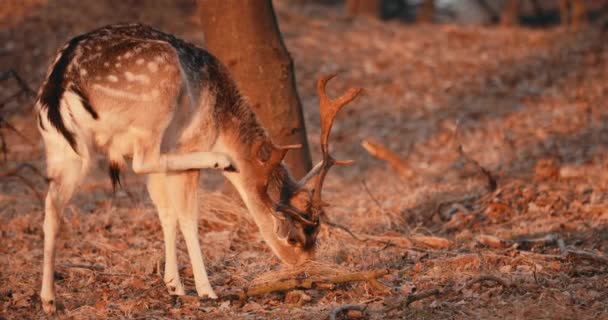 Fallow Deer Buck Grazing Scratching Itself Wilderness Netherlands Close — Stockvideo