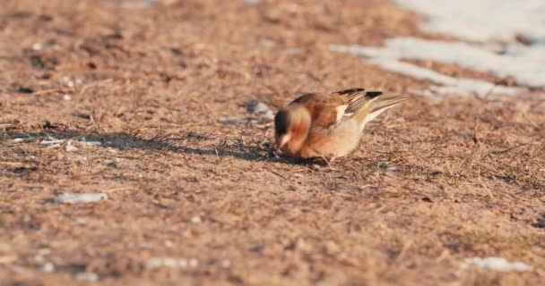 Brambling Bird Fringilla Montifringilla Pecking Food Forest Ground Sunny Day — Video