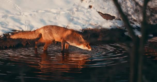 Red Fox Hunt Sniff Food River Sunny Winter Day Netherlands — Stock video
