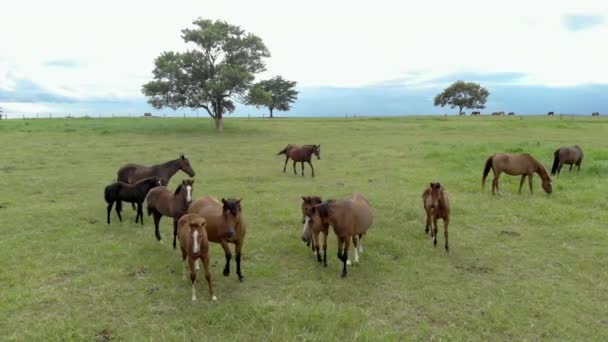 夏の牧草地で馬が — ストック動画