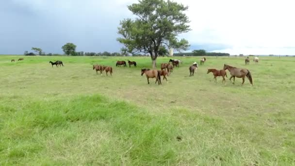 馬の農場の緑の牧草地 田舎の夏の風景 — ストック動画