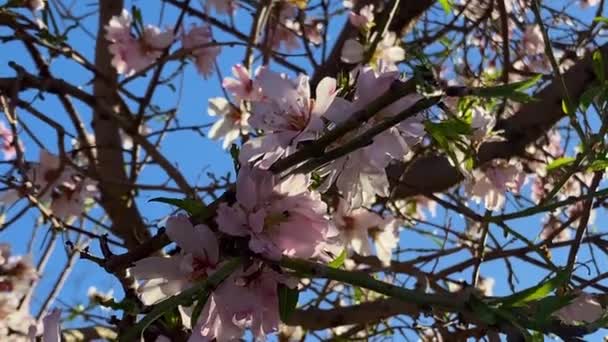 Cherry Blossom Mudbrick Adobe Wall Mobarakeh Village Taft Town Yazd — Video Stock