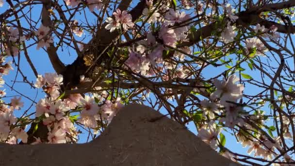 Квітень Apple Blossom Mudbrick Adobe Wall Remote Village Iran Yazd — стокове відео