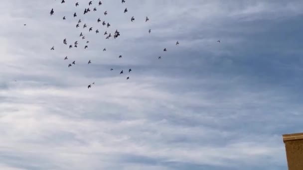 Ένα Μάτσο Μεταναστευτικά Πουλιά Περιστέρια Πετούν Γύρω Πάνω Από Ένα — Αρχείο Βίντεο