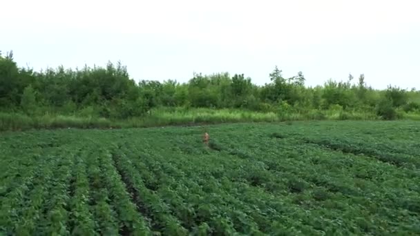 White Tail Deer Standing Crop Field Close Aerial — Stock video