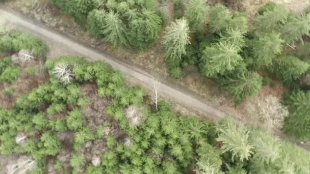 Aerial View Long Straight Country Road Middle Forest Aerial — Vídeo de Stock