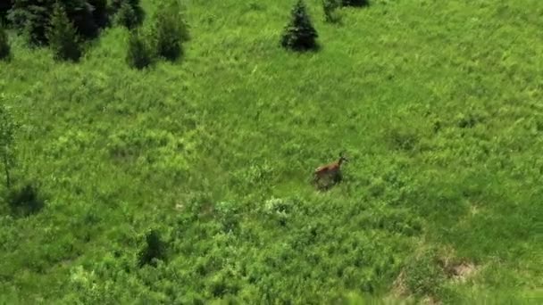 White Tailed Deer Runs Drone Sunny Field — Vídeos de Stock